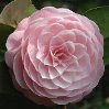 camelia incomparabile